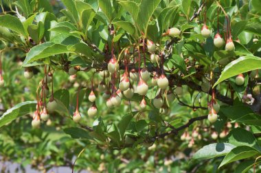 Japanese snowbell berries. Styracaceae deciduous tree. clipart