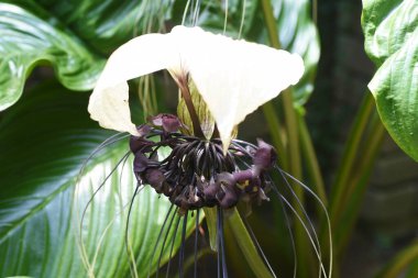 Beyaz yarasa çiçeği (Tacca integrifolia). Tacaceae tropikal ebediyete kadar yeşil soğanlı bitki.