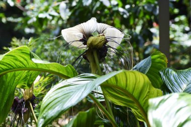 Beyaz yarasa çiçeği (Tacca integrifolia). Tacaceae tropikal ebediyete kadar yeşil soğanlı bitki.
