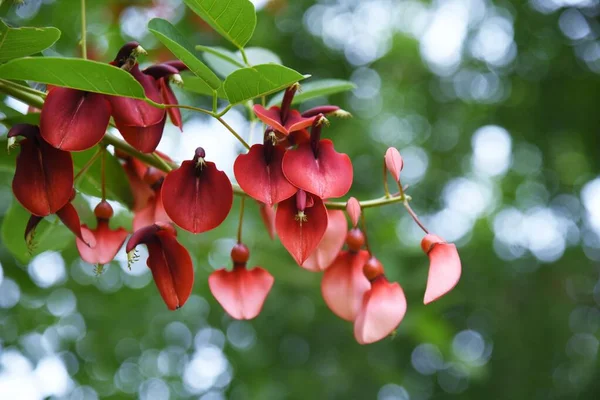 Kuksporre Korall Träd Blommor Fabaceae Lövträd — Stockfoto