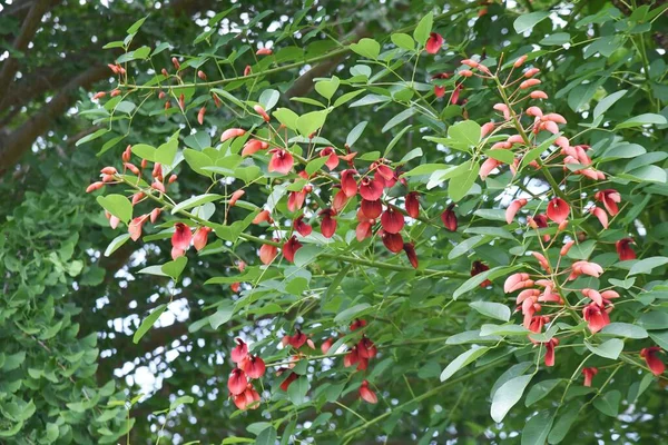 ヤシの木の花 葉物落葉樹 — ストック写真