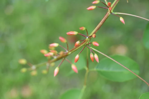 Fiori Corallo Cockspur Fabaceae Albero Deciduo — Foto Stock