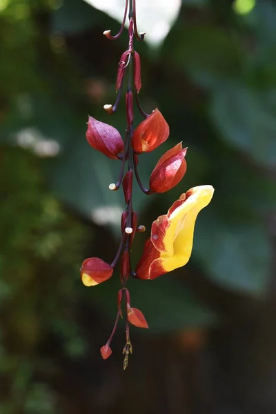 Thunbergia Mysorensis Acanthaceae Evergreen Perennial Vine Alal Plant — стоковое фото