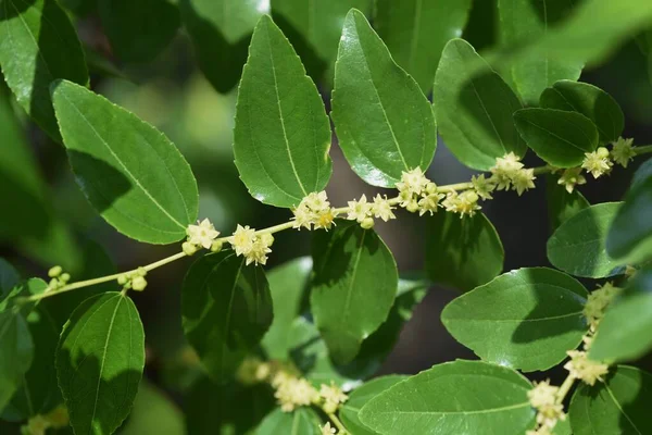 Jujube Blüht Laubbaum Der Rhamnaceae Beere Ist Essbar Und Medizinisch — Stockfoto