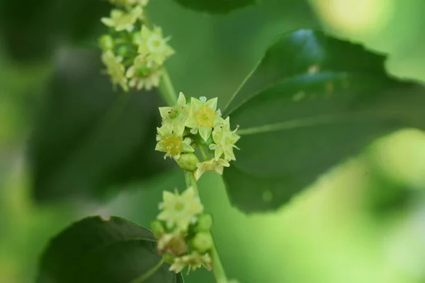 Jujube Çiçekleri Rhamnaceae Yapraklı Meyve Ağacı Böğürtlen Yenilebilir Tedavi Edicidir — Stok fotoğraf