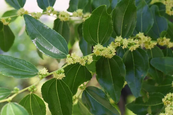 Rhamnaceae 과일나무이다 베리는 수있고 약효가 — 스톡 사진