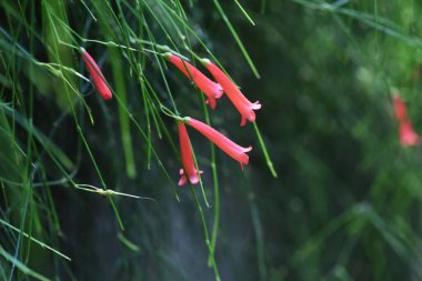 Rus çiçekleri (Russelia equisetiforis). Plantaginaceae her zaman yeşil çalı.