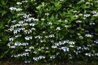  Japonya 'da, ortanca çiçekleri Haziran ayında yağmur mevsiminde tam çiçeklenme halindedir. Mophead hydrangea, Lacap hydrangea ve Oakleaf hydrangea gibi çok çeşitli ortancalar mevcuttur..