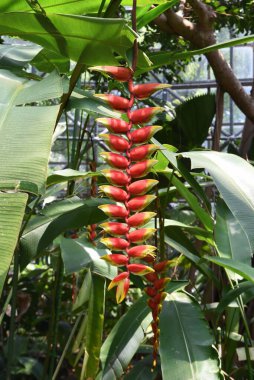 Karıncalar Heliconia Rostrata çiçeklerinde nektar ararken görülürler. Heliconaceae tropikal her daim yeşil bitkisi.