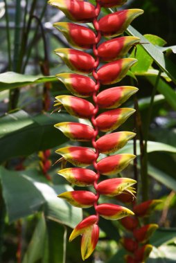 Karıncalar Heliconia Rostrata çiçeklerinde nektar ararken görülürler. Heliconaceae tropikal her daim yeşil bitkisi.