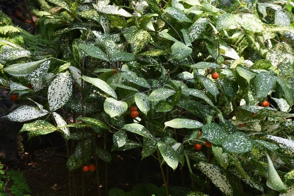 Декоративна Рослина Листя Драцена Сюркульозна Agavaceae Вічнозелений Чагарник — стокове фото
