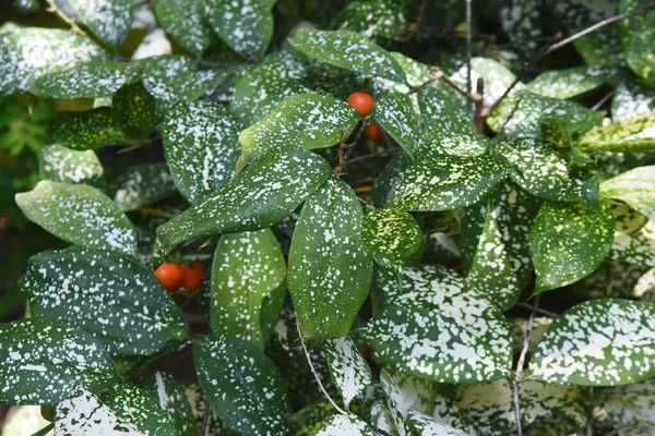 Декоративна Рослина Листя Драцена Сюркульозна Agavaceae Вічнозелений Чагарник — стокове фото