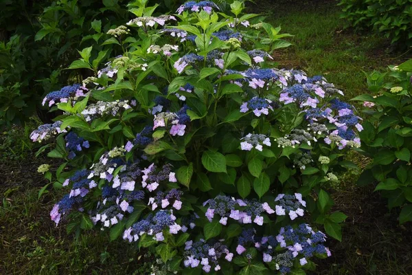 Japan Hydrangea Flowers Full Bloom Rainy Season June Wide Variety — Stock Photo, Image