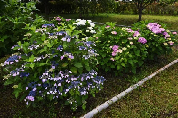 Japão Flores Hortênsia Estão Plena Floração Durante Estação Chuvosa Junho — Fotografia de Stock