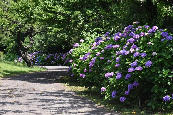 Japan Blommar Hortensia Regnperioden Juni Det Finns Ett Brett Utbud — Stockfoto