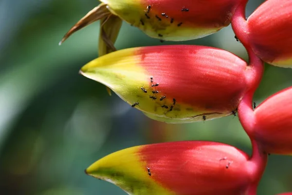 Ameisen Werden Auf Der Suche Nach Nektar Auf Den Blüten — Stockfoto