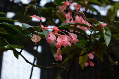 Dik duran begonya (Tebeşir saplı begonya))