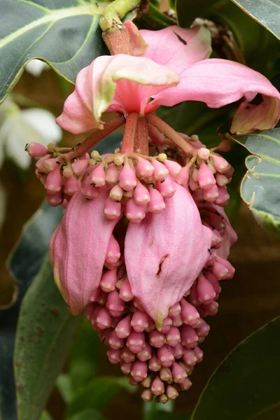 Medinilla Magnifica Medinilla Exibida Árvore Lustre — Fotografia de Stock