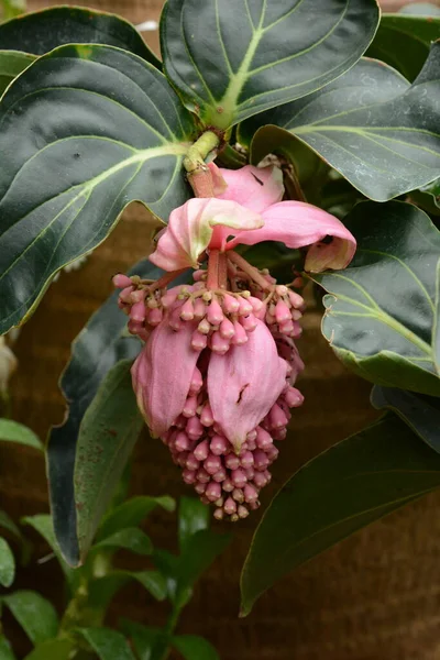 Medinilla Magnifica Showy Medinilla Żyrandol — Zdjęcie stockowe