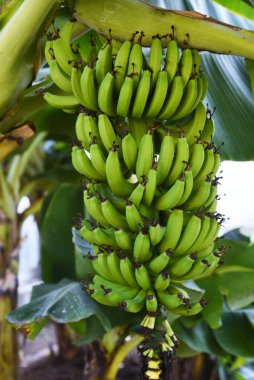 Muz ağacı, meyve ve yaprak damarları. Musaceae daimi tropikal bitkisi..