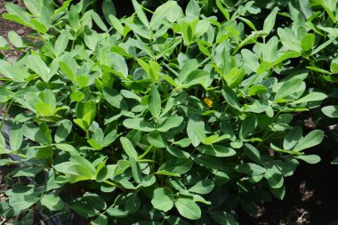 Japonya 'da besin zengini fıstıklar Mayıs ayı civarında tohum ekerek ve Ekim ayı civarında hasat ederek yetiştirilir..