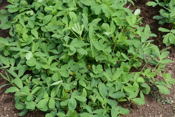 Amendoins Ricos Nutrientes São Cultivados Japão Semeando Sementes Por Volta — Fotografia de Stock