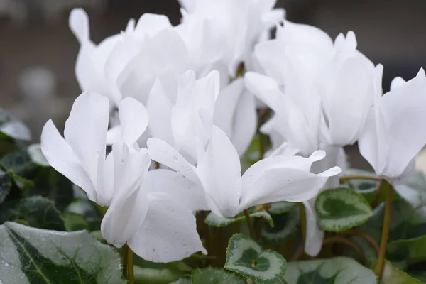 Cyclamen Perennial Bulbplant Blooms Beautiful Red White Pink Flowers Autumn — Stock fotografie