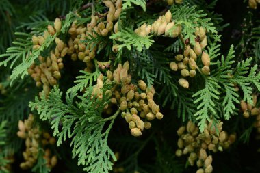 Thuja bataryasının genç tohumları