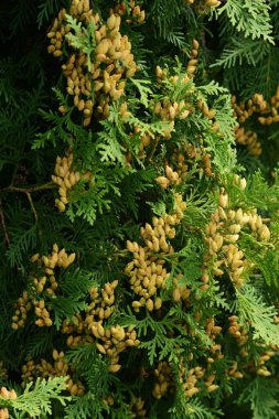 Thuja bataryasının genç tohumları