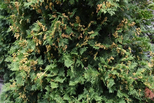 Junge Samen Von Thuja Occidentalis — Stockfoto