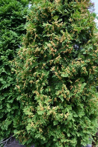 Junge Samen Von Thuja Occidentalis — Stockfoto