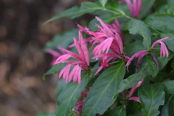 Квіти Діантера Нодоса Віковічна Тропічна Рослина Acanthaceae — стокове фото