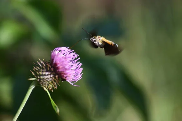 Distelblüten Und Macroglossum Stellatarum Linnaeus — Stockfoto