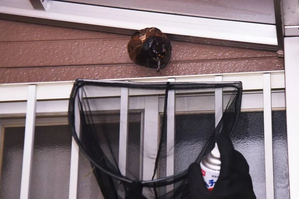  Eşek arılarının yok edilmesi. Yuva temizleme işi.