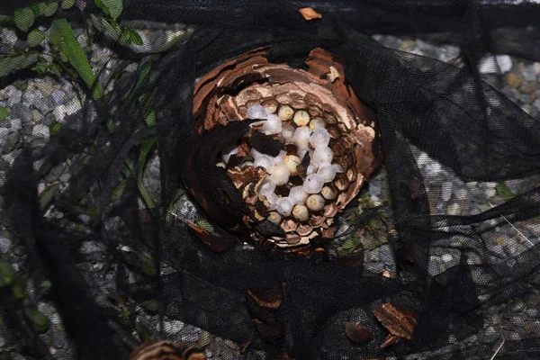 スズメの駆除だ 巣の除去作業 — ストック写真