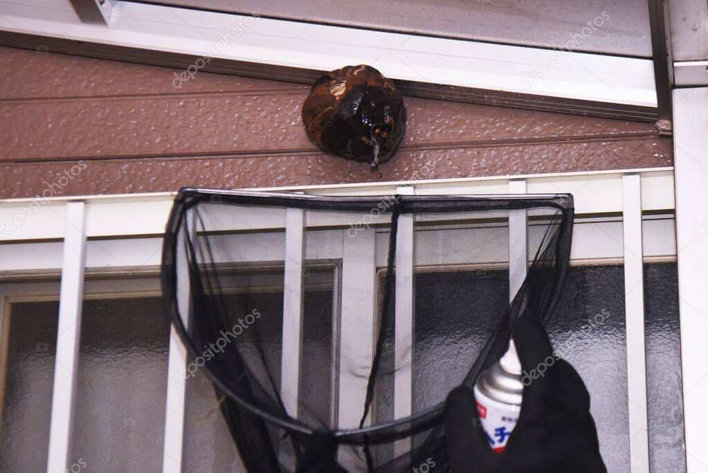  Extermination of hornets. Nest removal work.