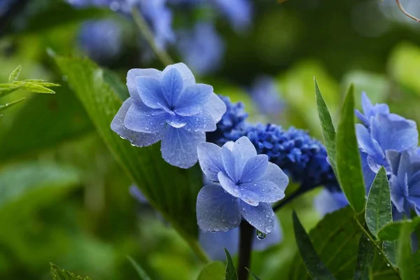 Drops Rain Leaves Background Material Rainy Season — Stock Photo, Image