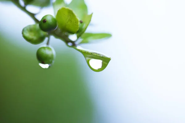 Drops of rain on the leaves. Background material during the rainy season.