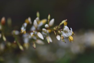 İlahi bambu çiçekleri. Berberidaceae her zaman yeşil çalı ve tıbbi bitkiler.