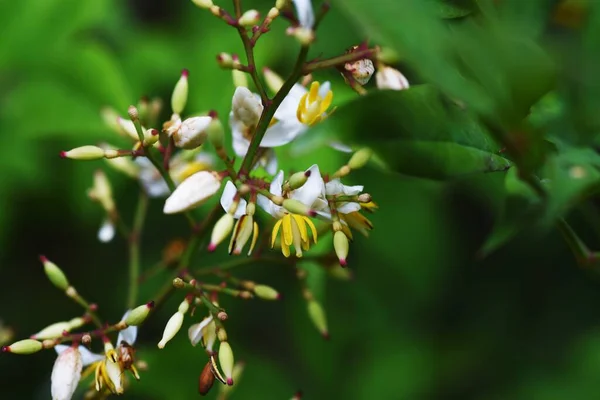 İlahi bambu çiçekleri. Berberidaceae her zaman yeşil çalı ve tıbbi bitkiler.