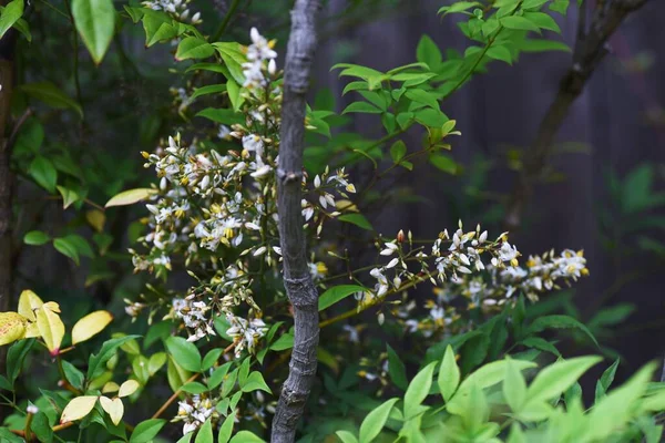Fleurs Bambou Céleste Berberidaceae Arbuste Feuilles Persistantes Plantes Médicinales — Photo