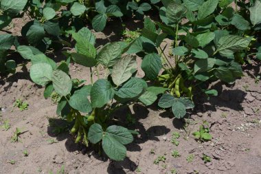 Yeşil soya çiçekleri ve büyüme. Japonya 'da yeşil soya fasulyesi Edamame olarak adlandırılır ve bira için parmak yemi olarak popülerdir..