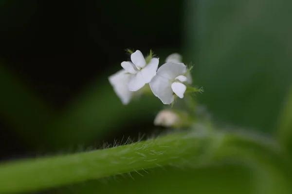 Flores Soja Verde Crecimiento Soja Verde Llama Edamame Japón Popular —  Fotos de Stock