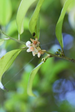 Japon kleyera çiçekleri. Pentaphylacaceae Her zaman yeşil ağaç.