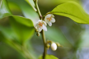 Japon kleyera çiçekleri. Pentaphylacaceae Her zaman yeşil ağaç.