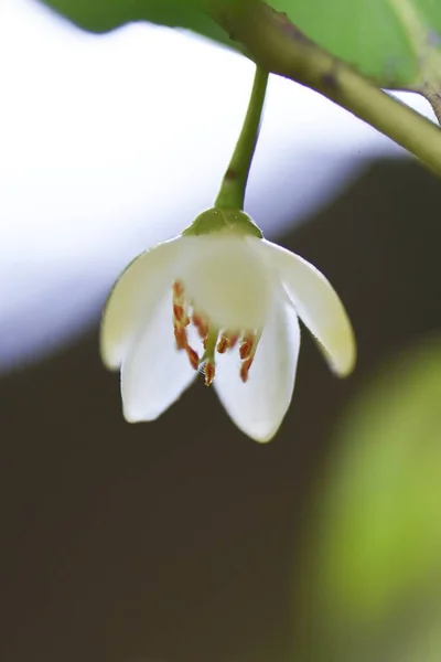 Japon Kleyera Çiçekleri Pentaphylacaceae Her Zaman Yeşil Ağaç — Stok fotoğraf