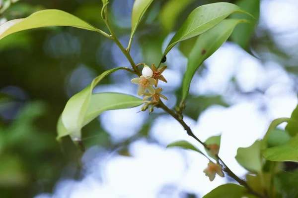 Japońskie Kwiaty Cleyera Pentaphylacaceae Wiecznie Zielone Drzewo — Zdjęcie stockowe