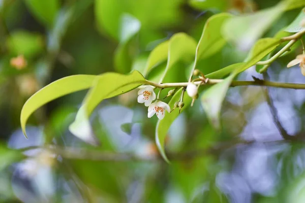 Fleurs Japonaises Cleyera Pentaphylacacées Arbre Sempervirent — Photo