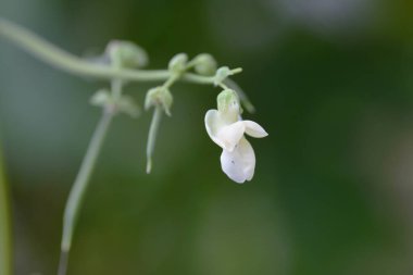 Mutfak bahçesi. Yeşil fasulye çiçekleri ve büyüme.