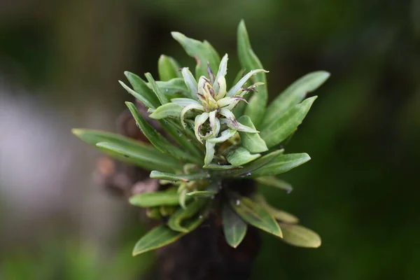 Pruimen Van Taxus Podocarpus Macrophyllus Bladeren Bessen Podcarpaceae Groenblijvende Naaldboom — Stockfoto
